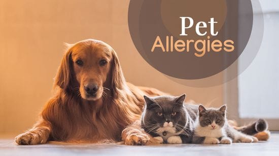 Common Allergies in Dogs & Cats & Symptoms at Home
